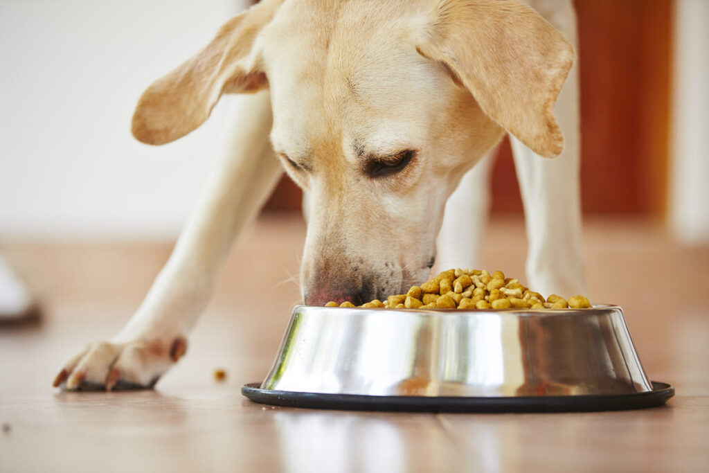 can tanf ebt cash benefits be used for pet food and supplies